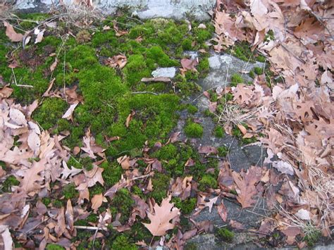 Hog moss. Things To Know About Hog moss. 